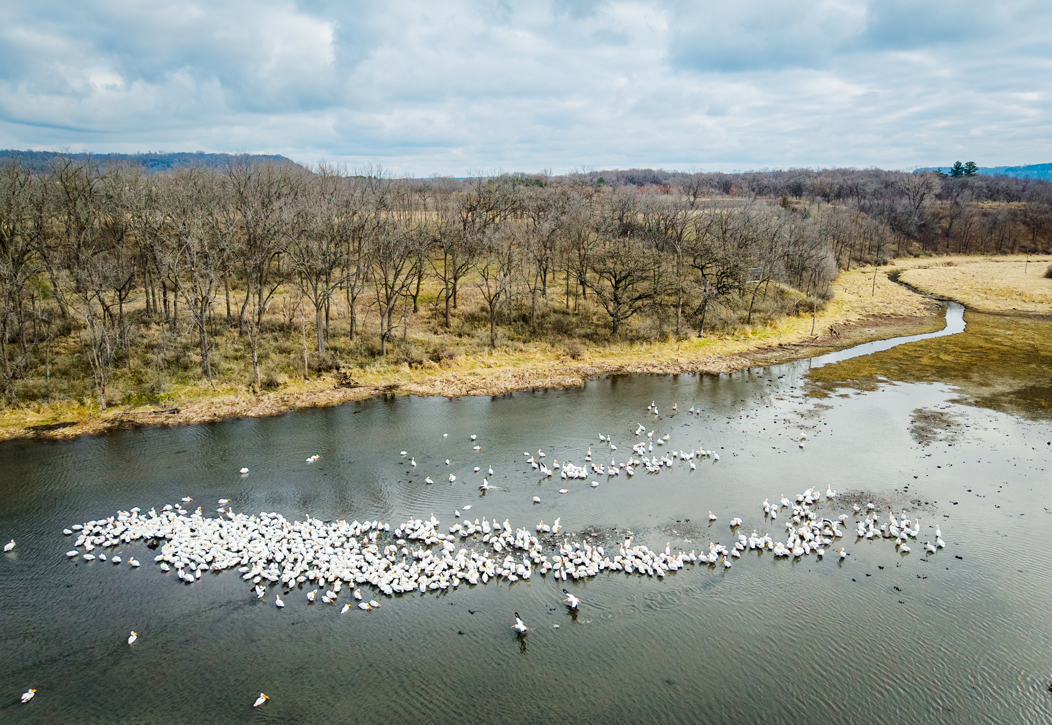 Pelicans proliferate on Pleasant Valley Lakelet, crane makes appearance ...